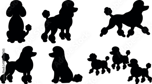 Flat design poodle silhouettes in multiple poses sitting walking running standing playful black vector dogs side view studio white background