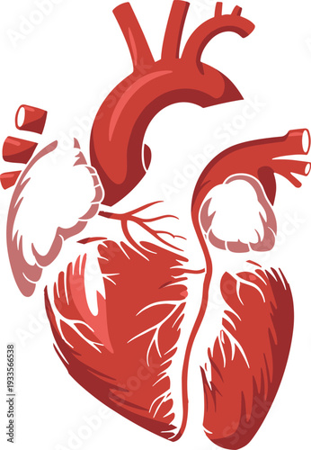 PrintHuman heart anatomy, medical illustration, biological organ, cardiovascular system, educational diagram, blood circulation, health science graphic, cardiac function artwork, biology design