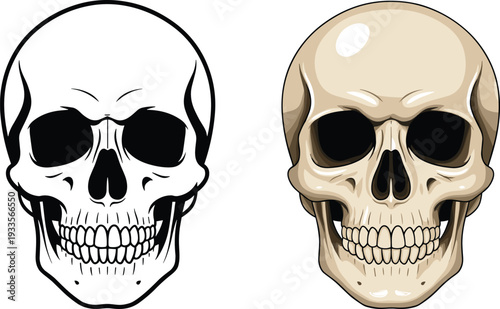 Human Skull Illustration Line Art and Realistic Style Halloween Horror Anatomy Vector Isolated on White Background
