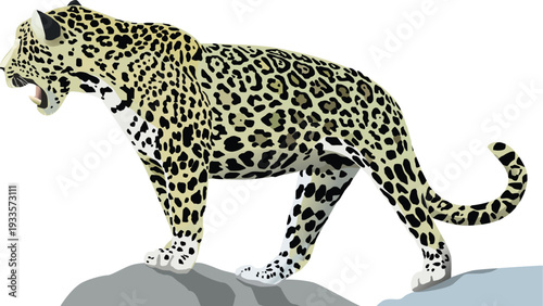 A dangerous wild leopard with spotted fur, a powerful feline predator and carnivore, walks isolated on a white background in this wildlife nature shot of a majestic big cat