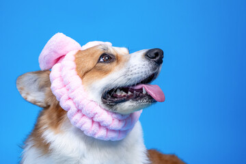 Acrylglasbilder Tierarzt Corgi mit rosa Spa-Stirnband  © Masarik