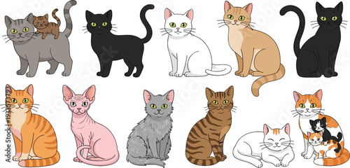Flat vector illustration set of various cat breeds including calico tabby sphinx black white and ginger kittens
