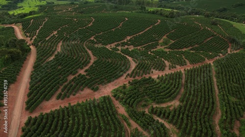 Fazenda de plantação de café em Minas Gerais, Brasil
