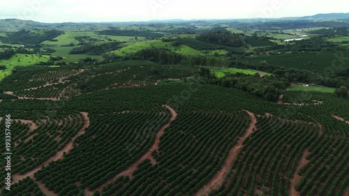 Fazenda de plantação de café em Minas Gerais, Brasil