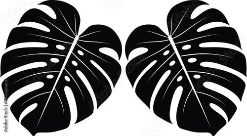 Two black monstera leaves with white veins