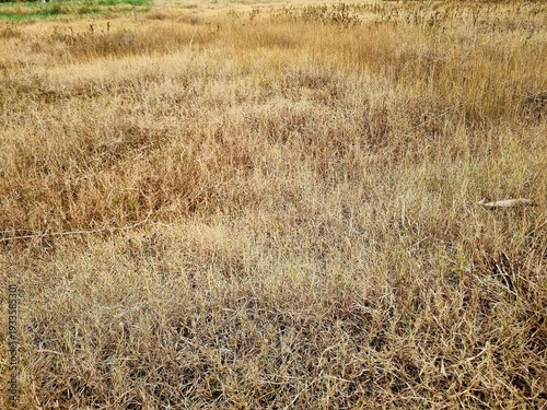 ry yellow grass texture covering wide field natural landscape background arid meadow vegetation pattern outdoor daylight