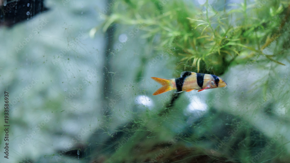 Obraz premium Clown loach (Chromobotia macracanthus) resting on aquarium gravel. Orange freshwater tropical fish with black bands popular in home aquascaping and ornamental fishkeeping.