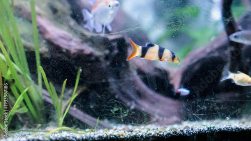 Fényképezés Clown loach (Chromobotia macracanthus) resting on aquarium gravel