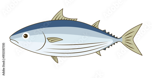 カツオ（鰹）のベクターイラスト - 初鰹・戻り鰹