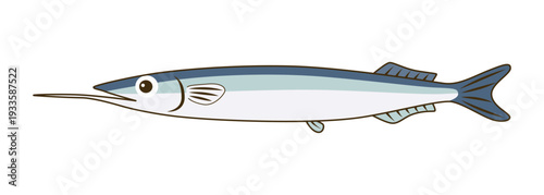 サヨリ（細魚）のベクターイラスト - 春の高級白身魚
