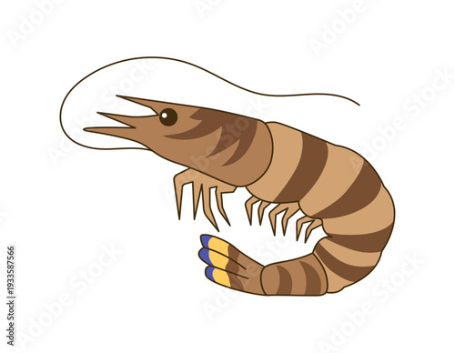 車エビ（クルマエビ）のベクターイラスト - 高級海老・寿司ネタ