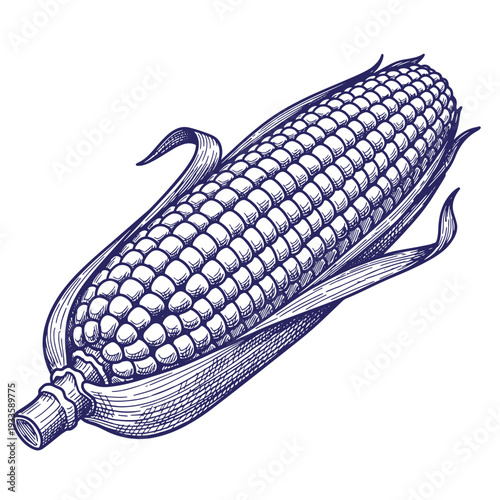 A detailed drawing of an ear of corn with husk and leaves  corn on the cob
