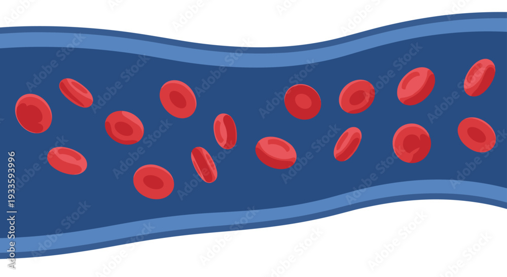 Obraz premium A single wavy blue blood vessel, with a lighter blue outer layer, shows numerous red blood cells flowing dynamically against a white background.