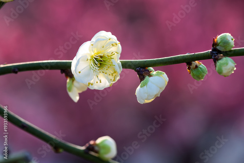 Photography The plum blossoms in full bloom at Meiyuan, Xinzhuang, Minhang District, Shanghai, China