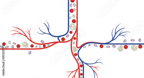 A complex cross-shaped network of red arteries and blue veins shows various blood cells flowing through branching vascular pathways.