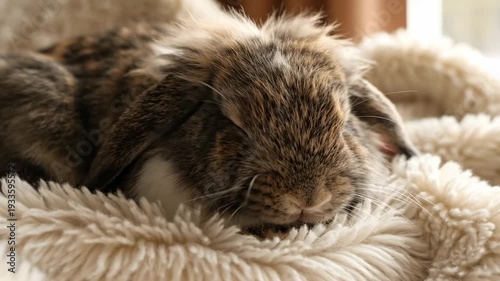 Cozy rabbit dozing on fluffy blanket: capturing the serenity of nap time