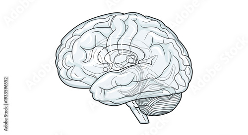 A detailed outline illustration of a human brain in a three-quarter view reveals external gyri, sulci, and transparent internal structures with pathways.