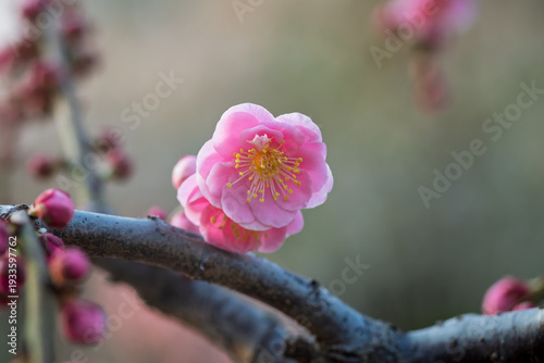 Photography The plum blossoms in full bloom at Meiyuan, Xinzhuang, Minhang District, Shanghai, China