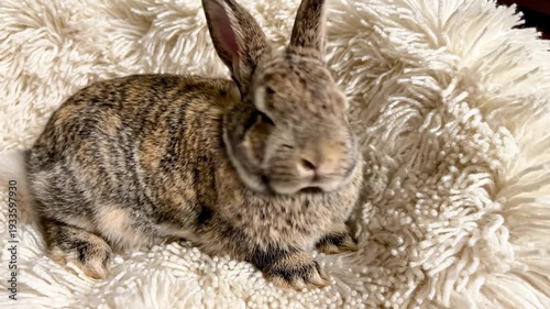 Curious rabbit resting on fluffy blanket: cozy domestic bunny relaxing
