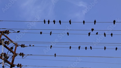 Real time footage of a large flock of rock pigeons Columba livia perching closely together on high voltage electric power lines during winter daytime in Himachal Pradesh India.