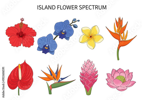 Collection of Exotic Tropical Island Flowers Spectrum Illustration