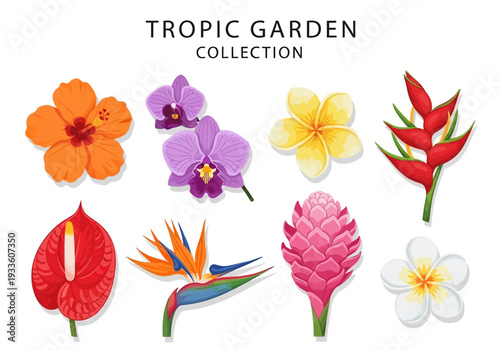 Tropical Flower Collection Featuring Hibiscus, Orchid, Plumeria, Bird of Paradise, and Anthurium