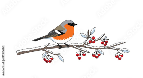 A colorful orange, grey, and black bird perches on a snow-dusted branch with bright red berries against a white background.