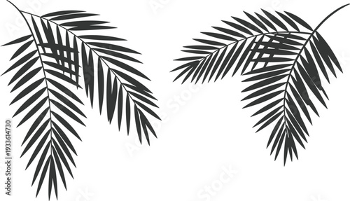 Minimalist tropical palm leaves silhouette illustration isolated on white background, black botanical foliage design, exotic nature clipart for summer branding and modern decor