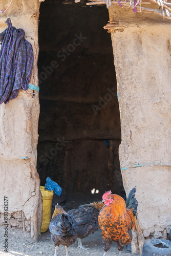 Domesticated hens in doorway to Maasai villagers home
