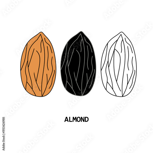 Almond Detail – Realistic Almond Nut Texture Close Up.Perfect for logos, icon packs, food labels, packaging, nutrition graphics, organic and vegan product branding.