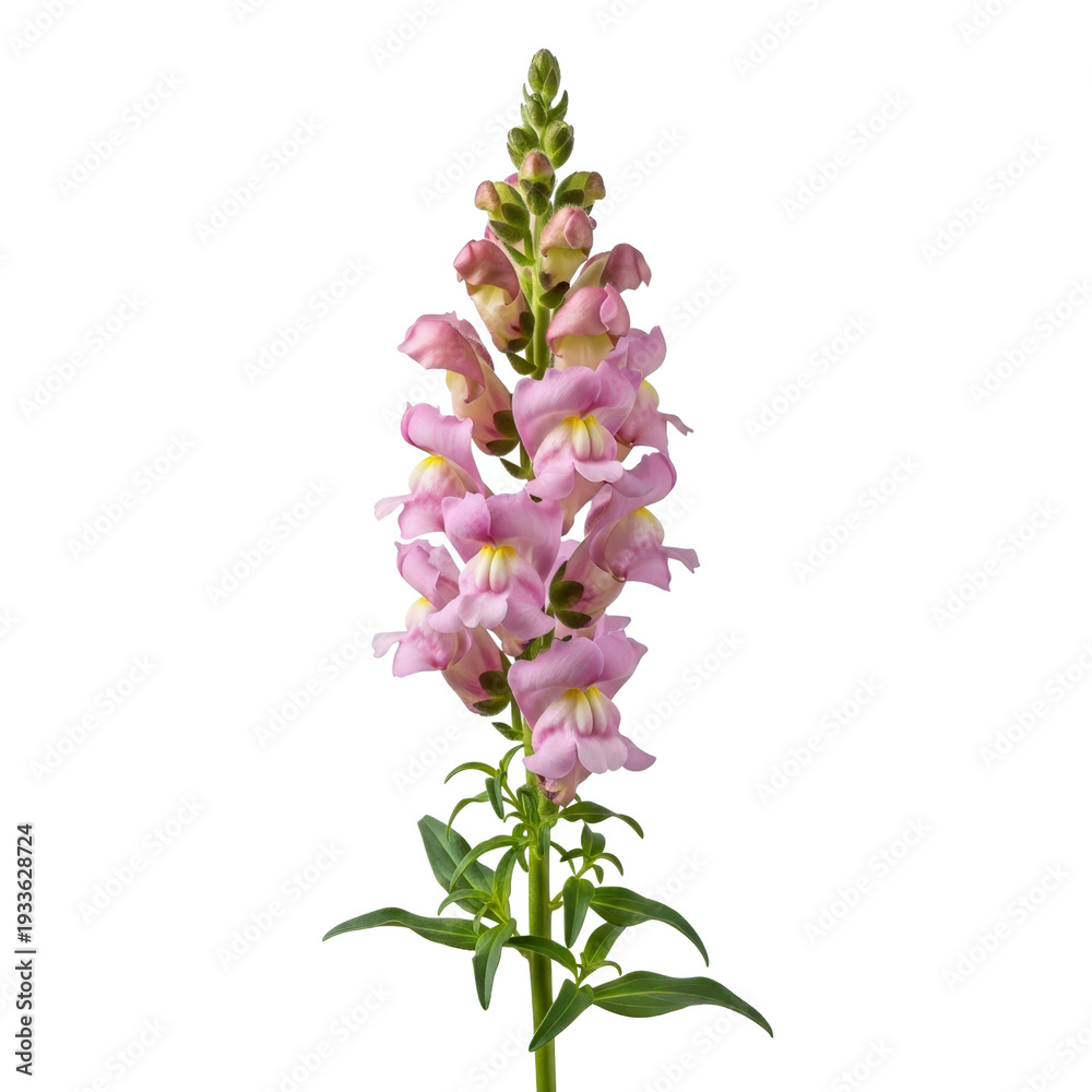 Obraz premium Pink snapdragon flower on transparent background