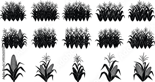 Collection of black corn plant silhouettes and maize stalks in various growth stages isolated on white background for agriculture, farming, and harvest vector design.