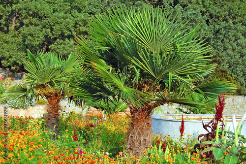 European fan palm (Chamaerops humilis)
