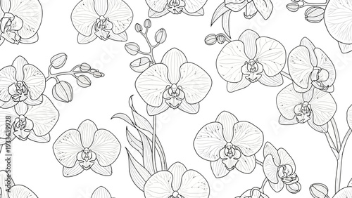 Black and white orchid flowers.