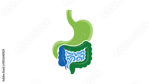 Human Digestive System Anatomy Illustration.
