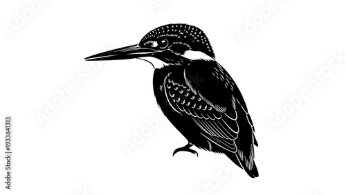 Black and White Kingfisher Bird Illustration.