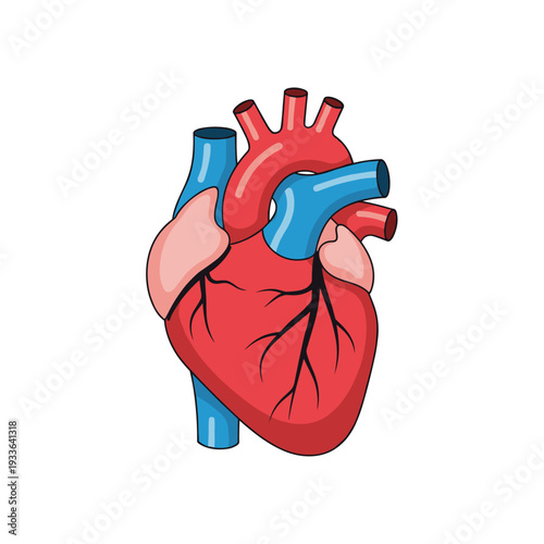 Anatomical Illustration of the Human Heart with Major Blood Vessels.