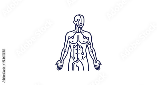 Human Body Lymphatic System Network Illustration.