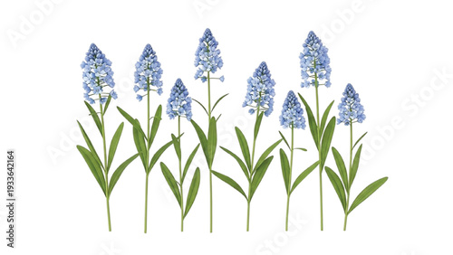 Blue Bellflowers with Green Leaves on White Background