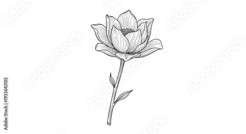 Beautiful hand drawn magnolia flower illustration in a vintage engraved style isolated on a plain white background for design projects.