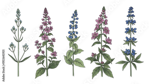 Five Different Types of Flowering Plants with Blue and Pink Blooms