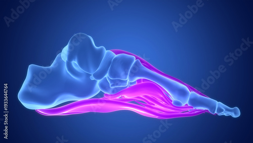 Human Muscular System Foot Muscles Anatomy