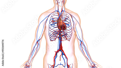 Human Circulatory System Heart Anatomy