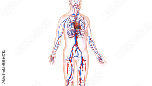 Human Circulatory System Heart Anatomy