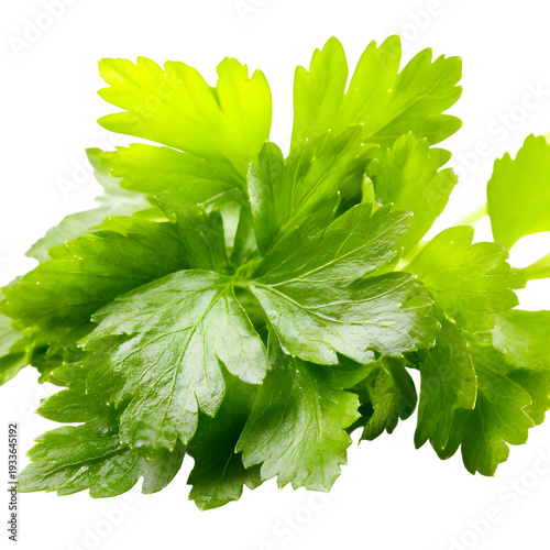Fresh green celery leaves isolated on transparent background
