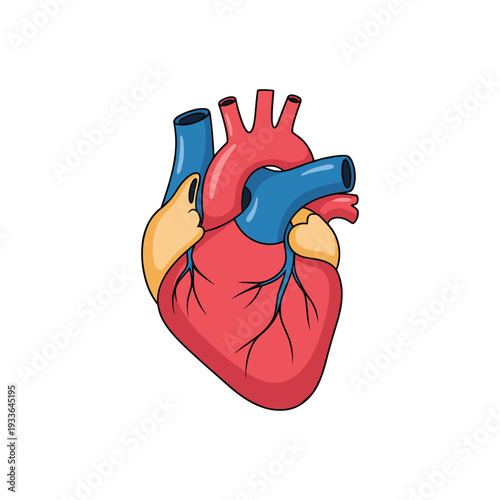 Illustration of a Human Heart with Major Blood Vessels.