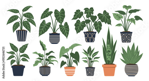 Assortment of indoor houseplants in various decorative ceramic pots and planters arranged neatly for a home interior design collection.