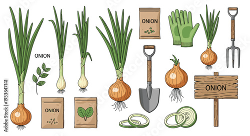 Botanical illustration set of the onion plant showing growth stages, bulbs, seeds, and gardening tools like a shovel and gloves.
