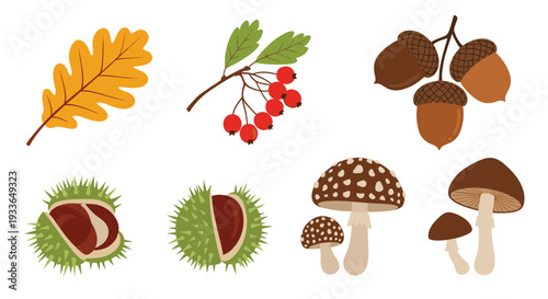 Beautiful autumn nature collection featuring an oak leaf, red berries, acorns, chestnuts, and various forest mushrooms.