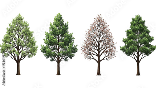 Four Different Green Trees in a Row nature foliage